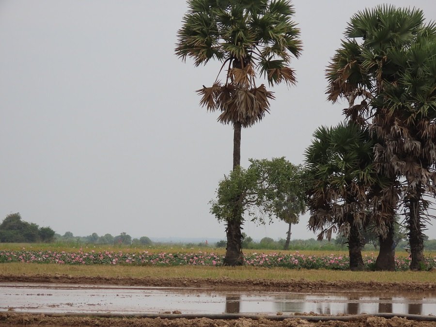 Phnom Penh Countryside Cycling Tour: Authentic Mekong River Bike Adventure